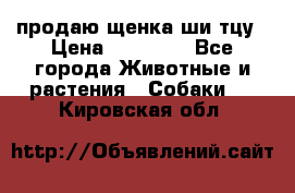 продаю щенка ши-тцу › Цена ­ 10 000 - Все города Животные и растения » Собаки   . Кировская обл.